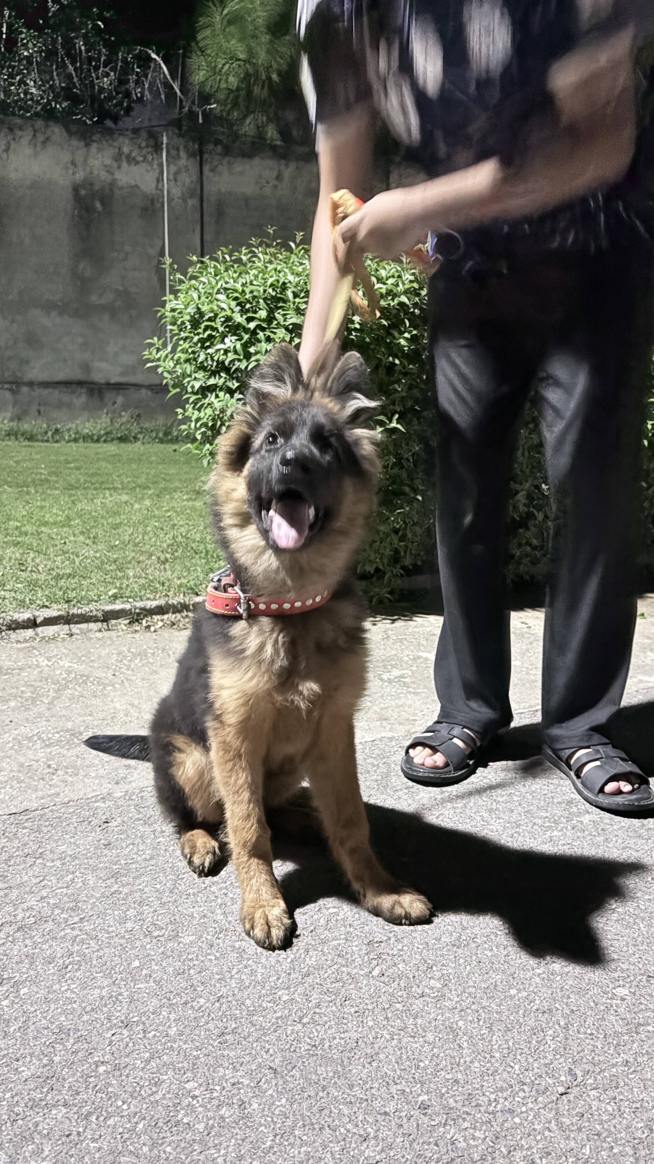 Premium Showline German Shepherd Puppy – 4 Months, Pedigree Papers