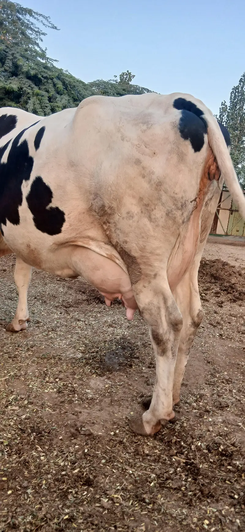 Cow for Sale in Sahiwal