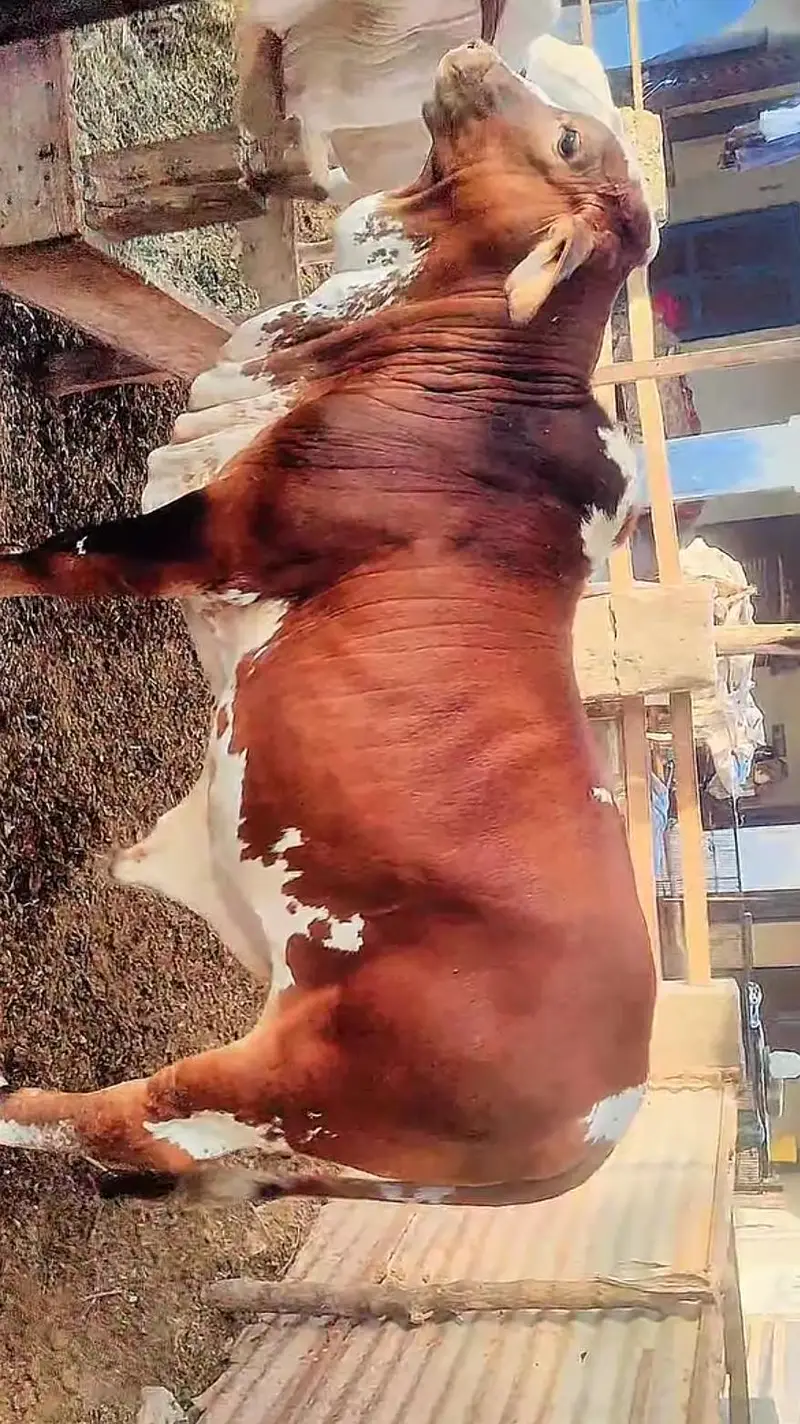 Cholistani brahaman cross breed for sale