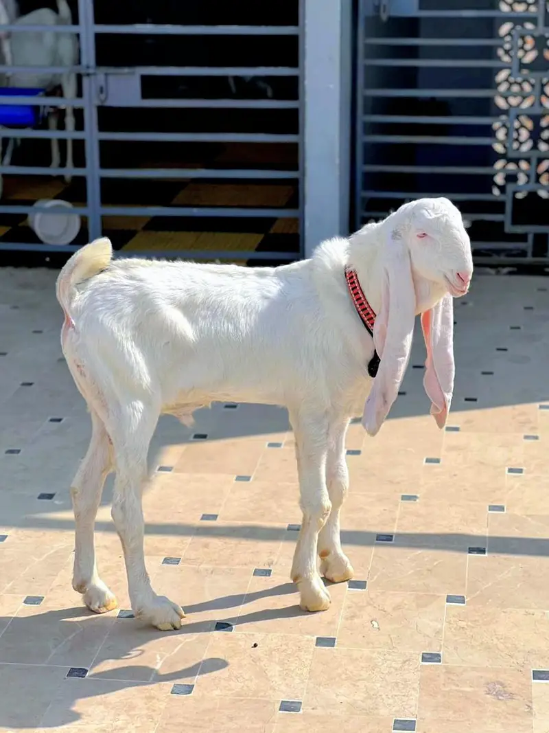 PURE GULABI BAKRA