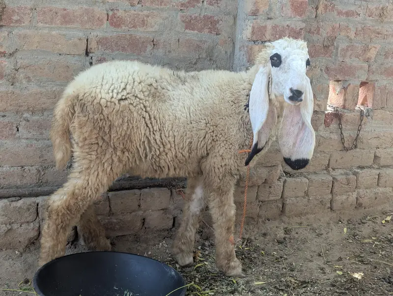 Kajla chatthra available for qurbani