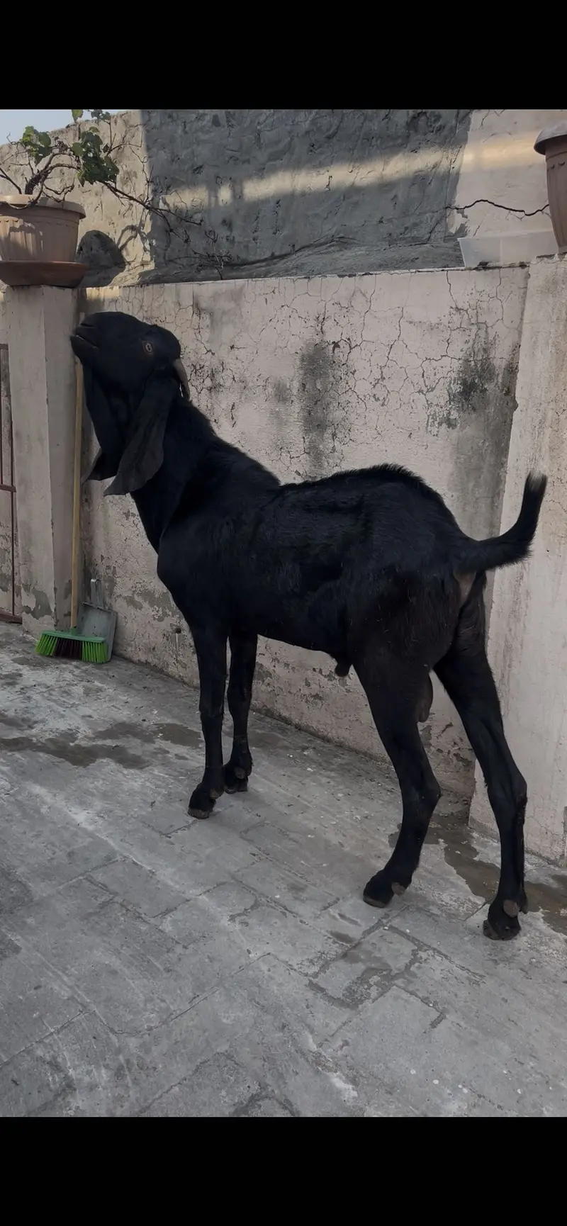 Beetal breeder male for qurbani