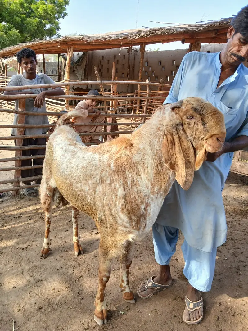Makhi Cheena available for Qurbani