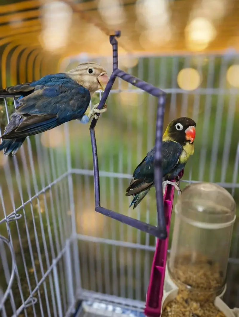 LOVE BIRDS PAIR FOR SALE