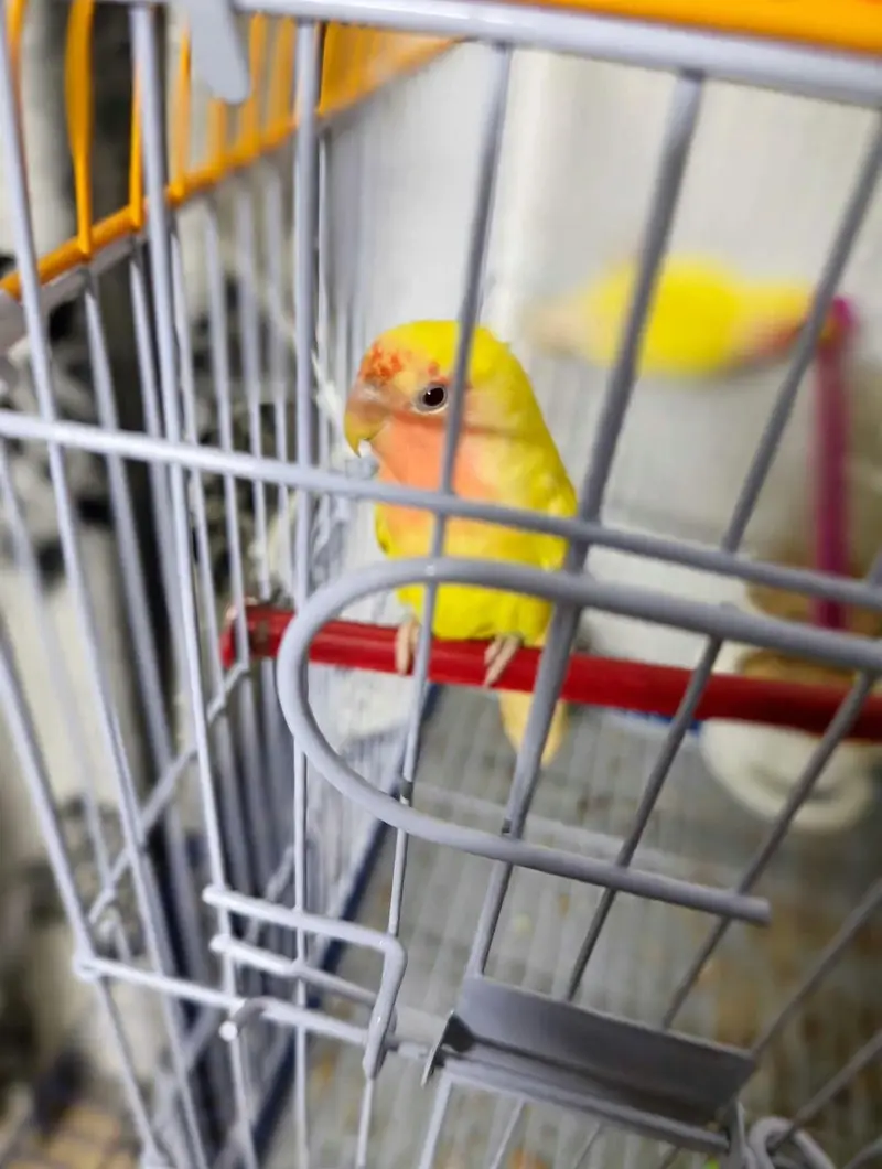 LOVE BIRDS FOR SALE
