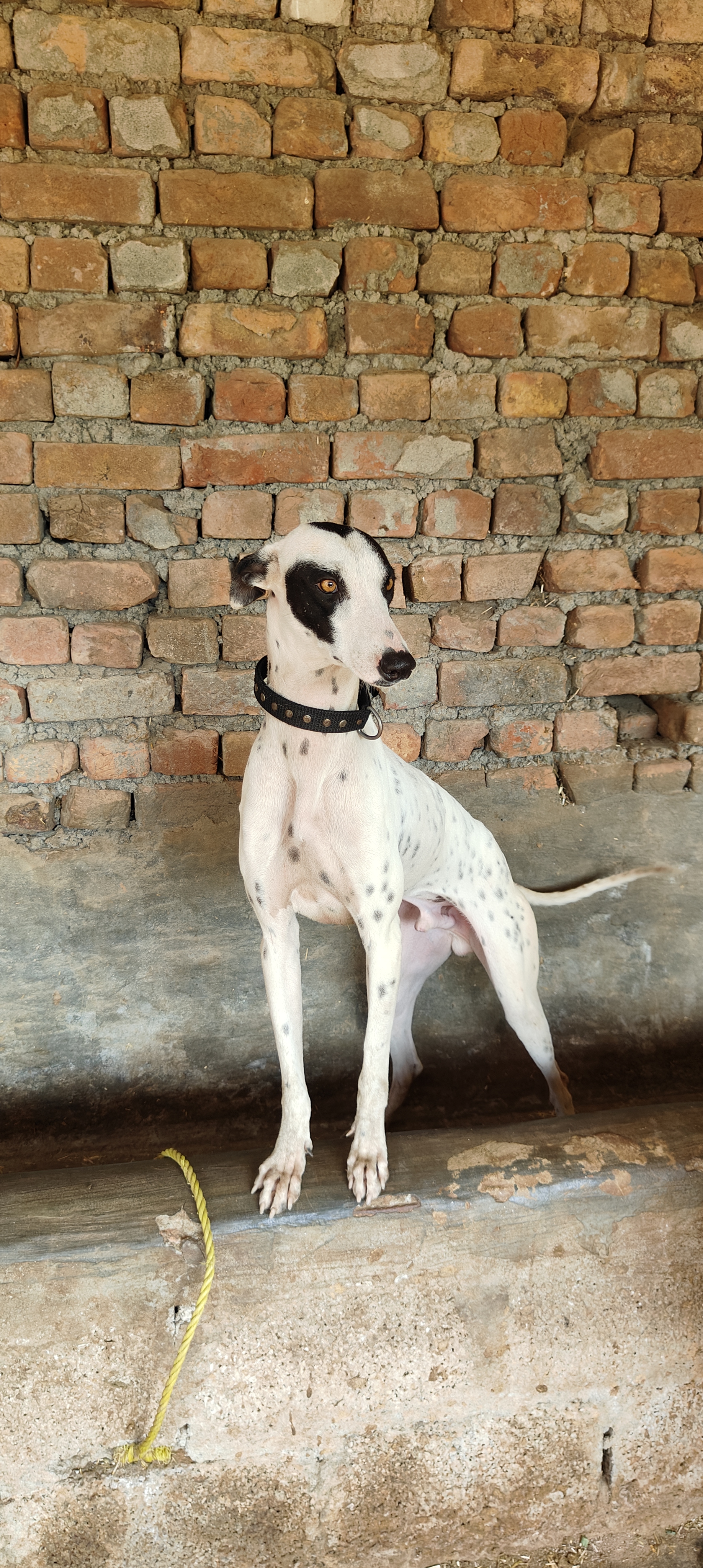 Katha Pakistani dog breed for sale