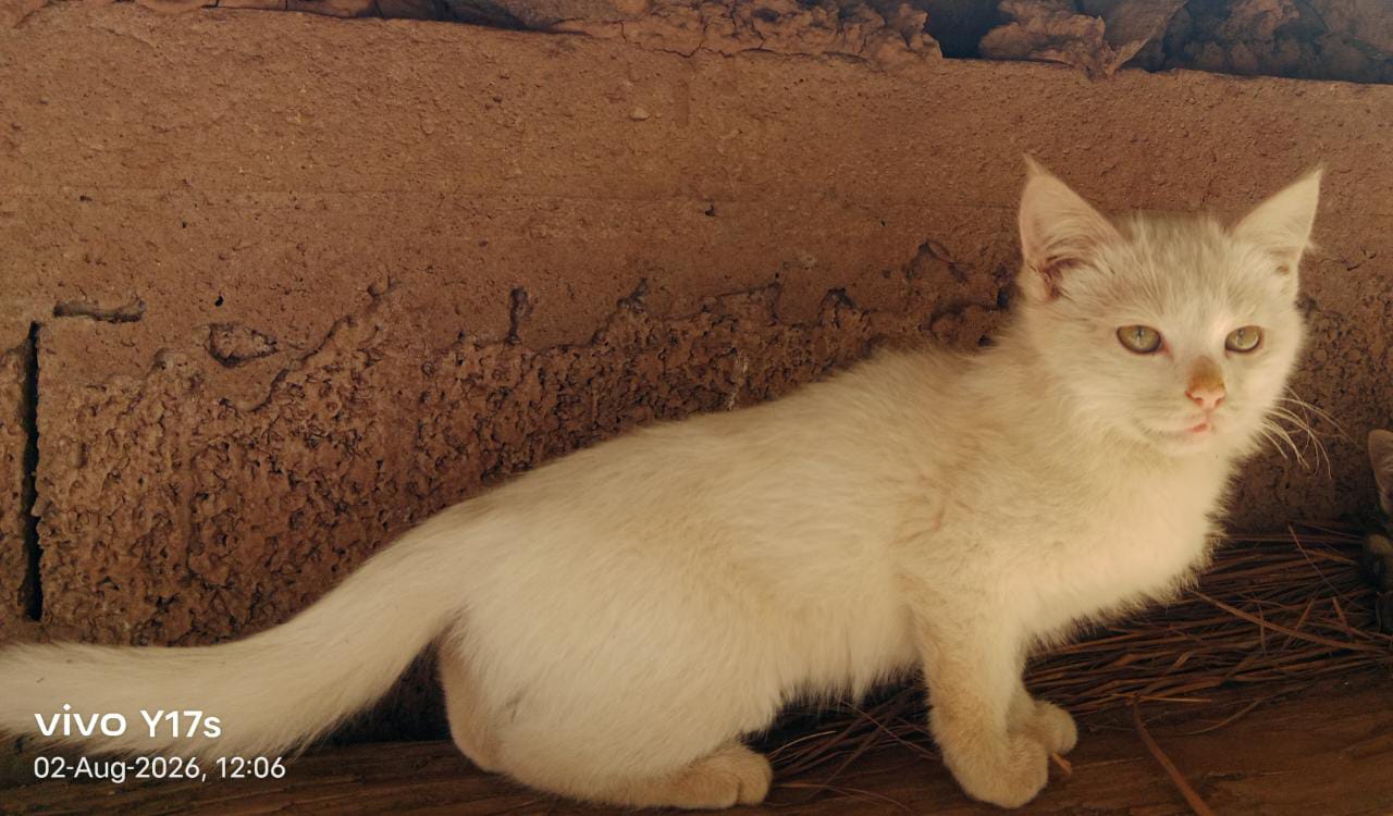 Persian Cats for sale in Muzaffarabad