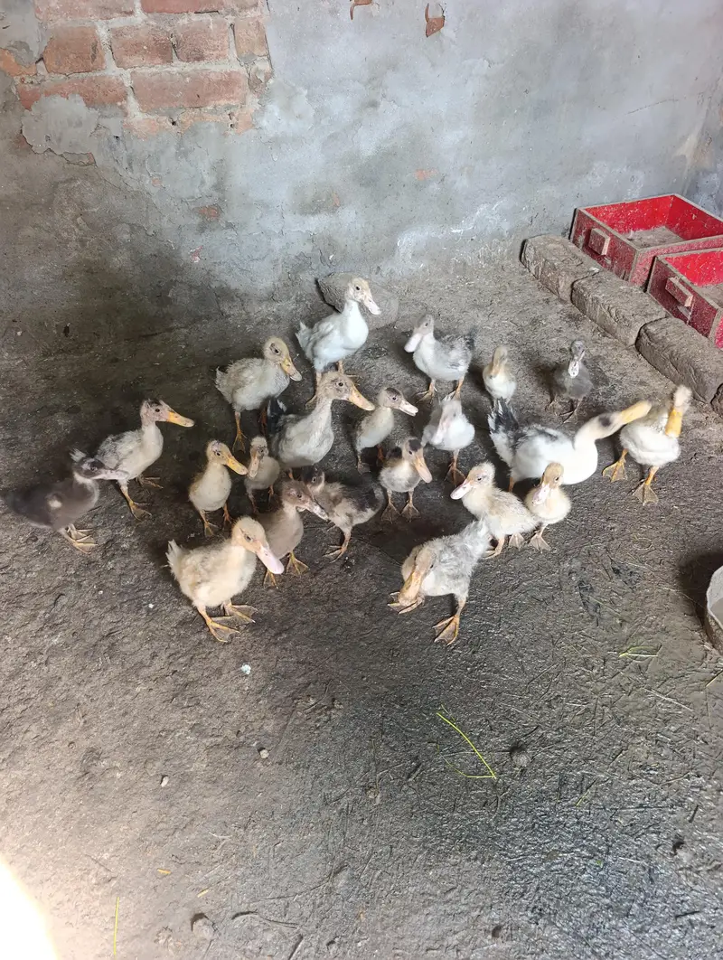 Ducks Poultry for sale in Lahore