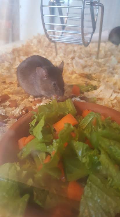 Vegetables/ Fruits Rodents Food for sale in Gujranwala