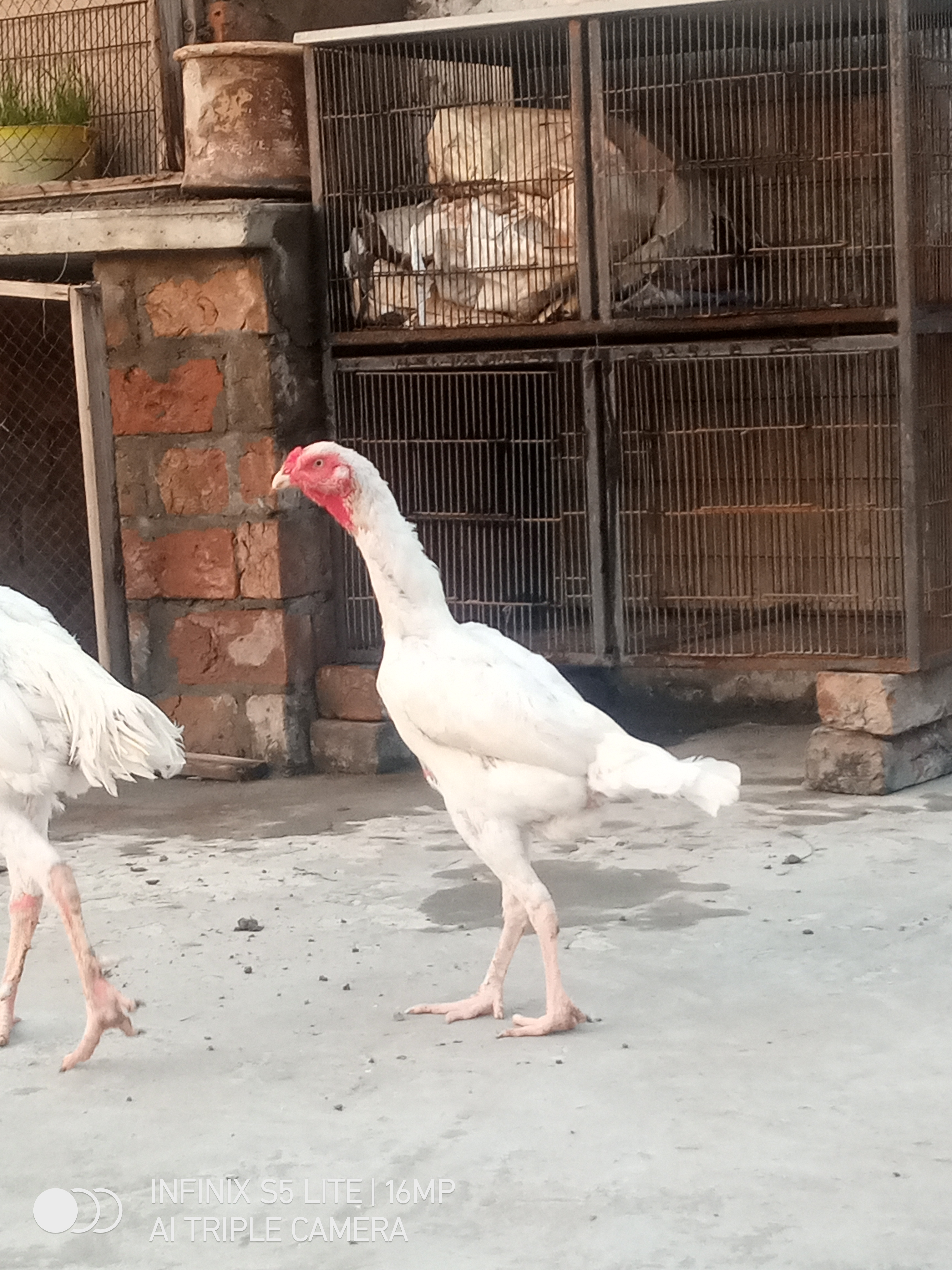 Aseel Shamo Hens for sale in Lahore