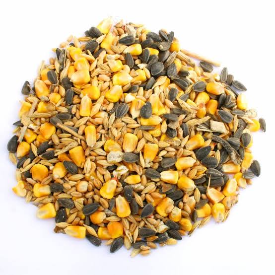 Healthy Treats Poultry Food for sale in Bahawalpur