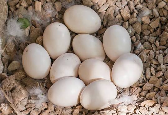 Eggs Bird Food for sale in Karachi