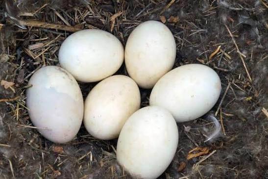 Eggs Bird Food for sale in Lahore