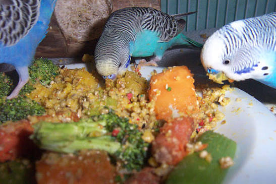 Fruits/ Vegetables Bird Food for sale in Lahore