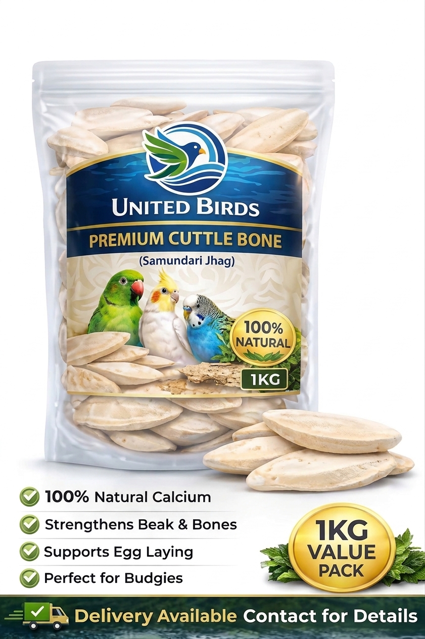 Premium Cuttle bone