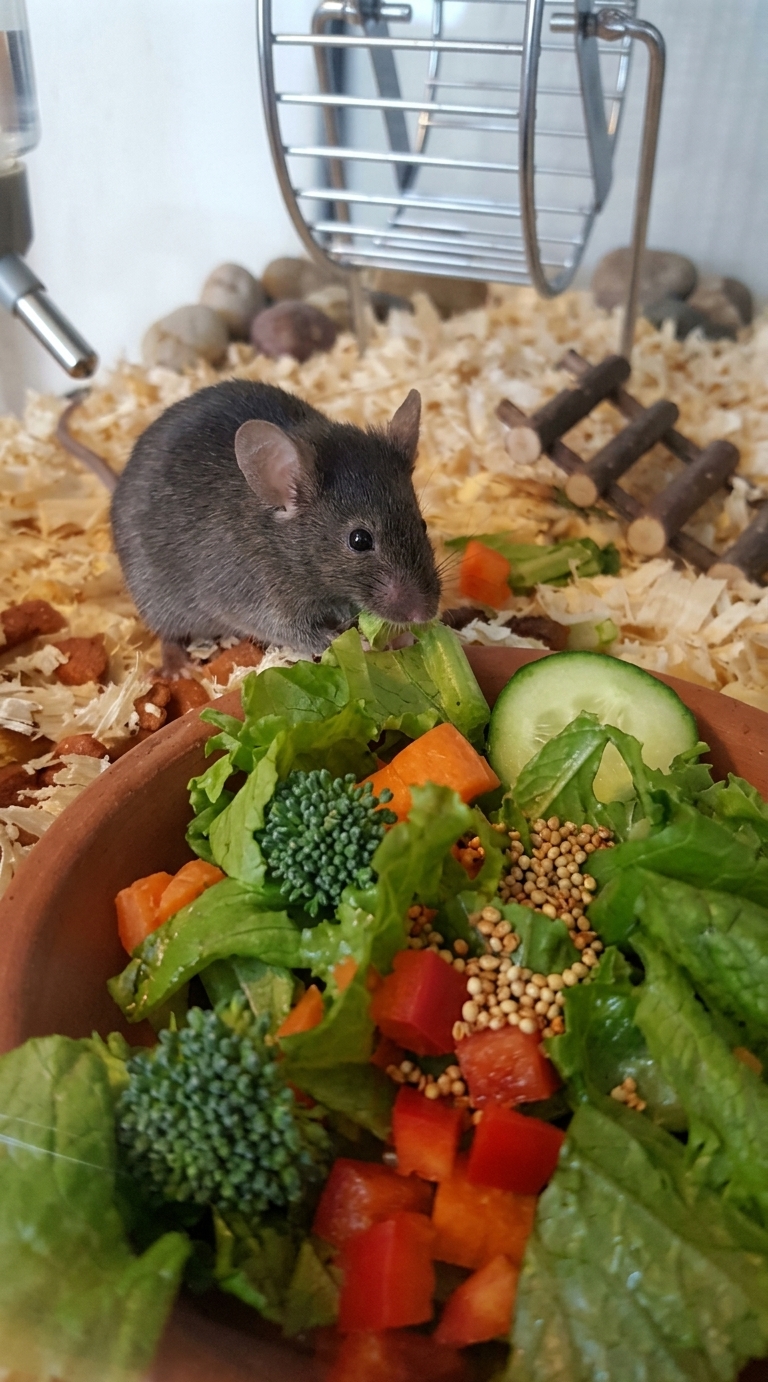 Vegetables/ Fruits Rodents Food for sale in Gujranwala