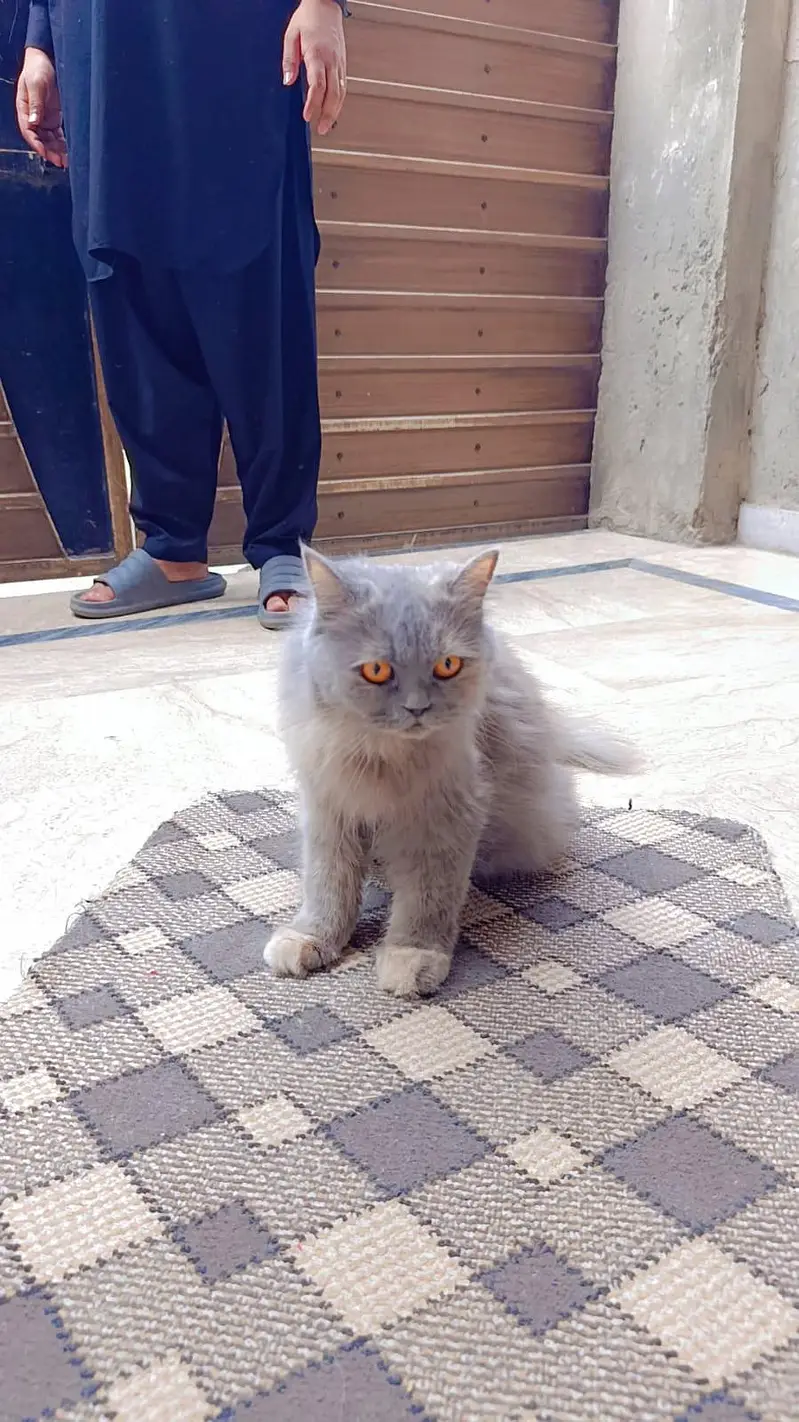 Beautiful Grey Persian Cat for Sale
