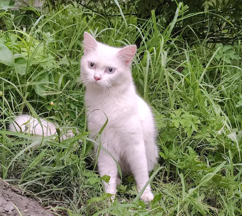 Persian cats | Male persian cats | breeder | cat for sale