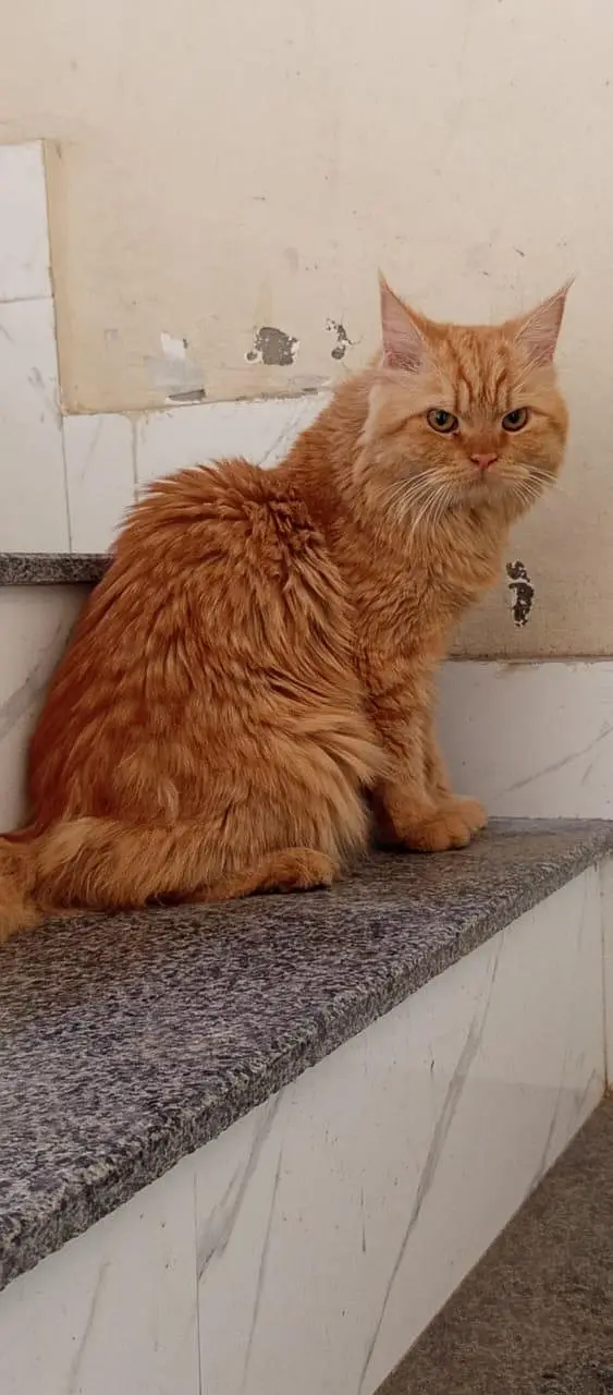 Persian Cat For Sale in Lahore