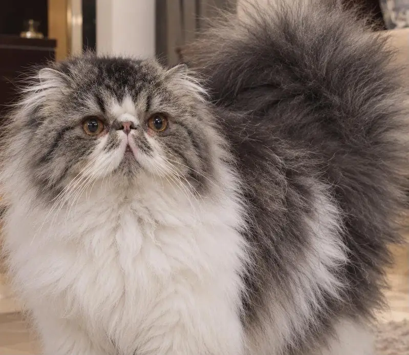 Pure Peki Male Cat for Sale – Lahore