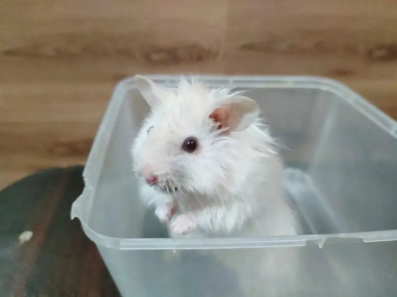 Hamsters for sale in Lahore