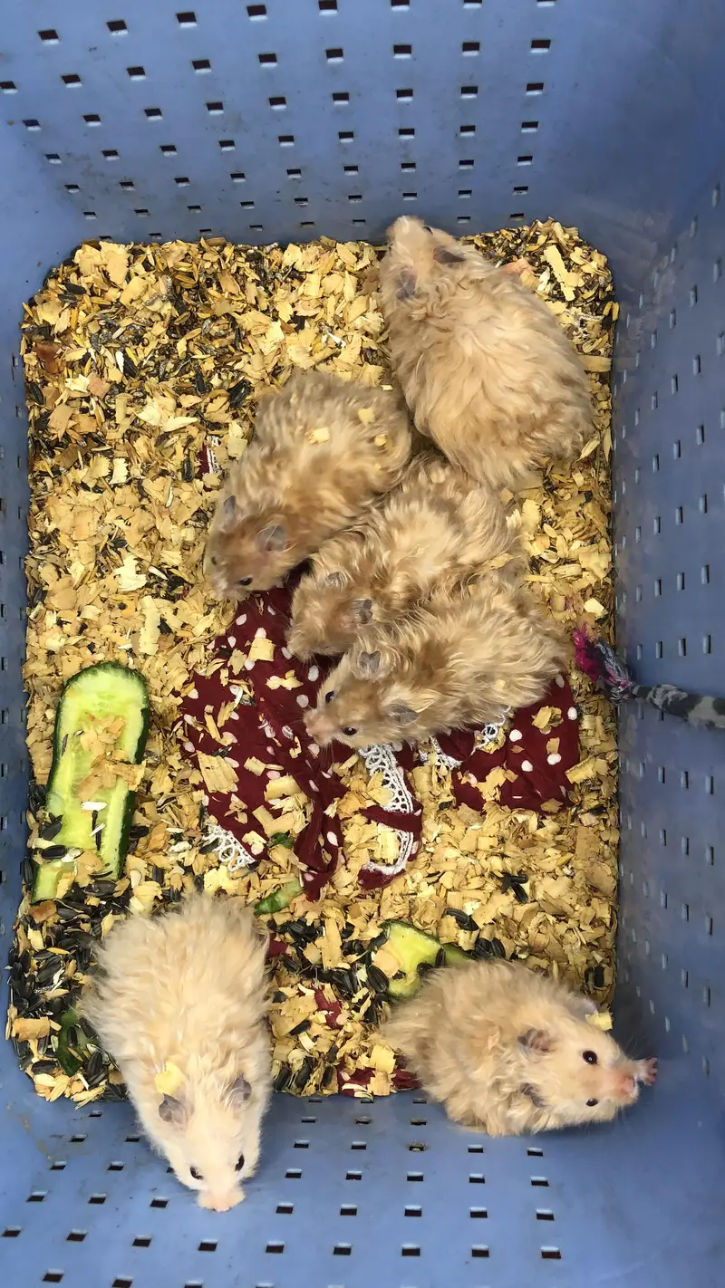 Hamster Rodents for sale in Karachi