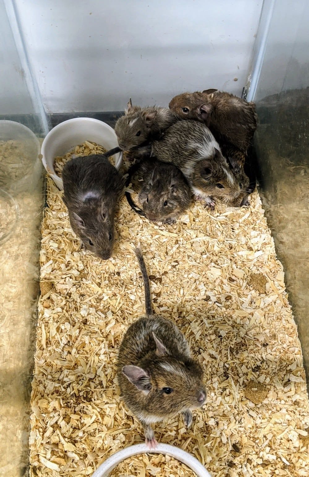 Degus Rodents for sale in Lahore