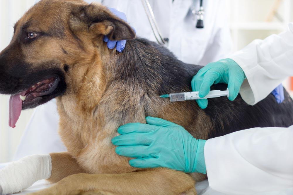 Monovalent Vaccines for Rabies prevention